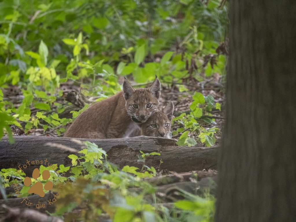 Europ_ischer_Luchs_8130726