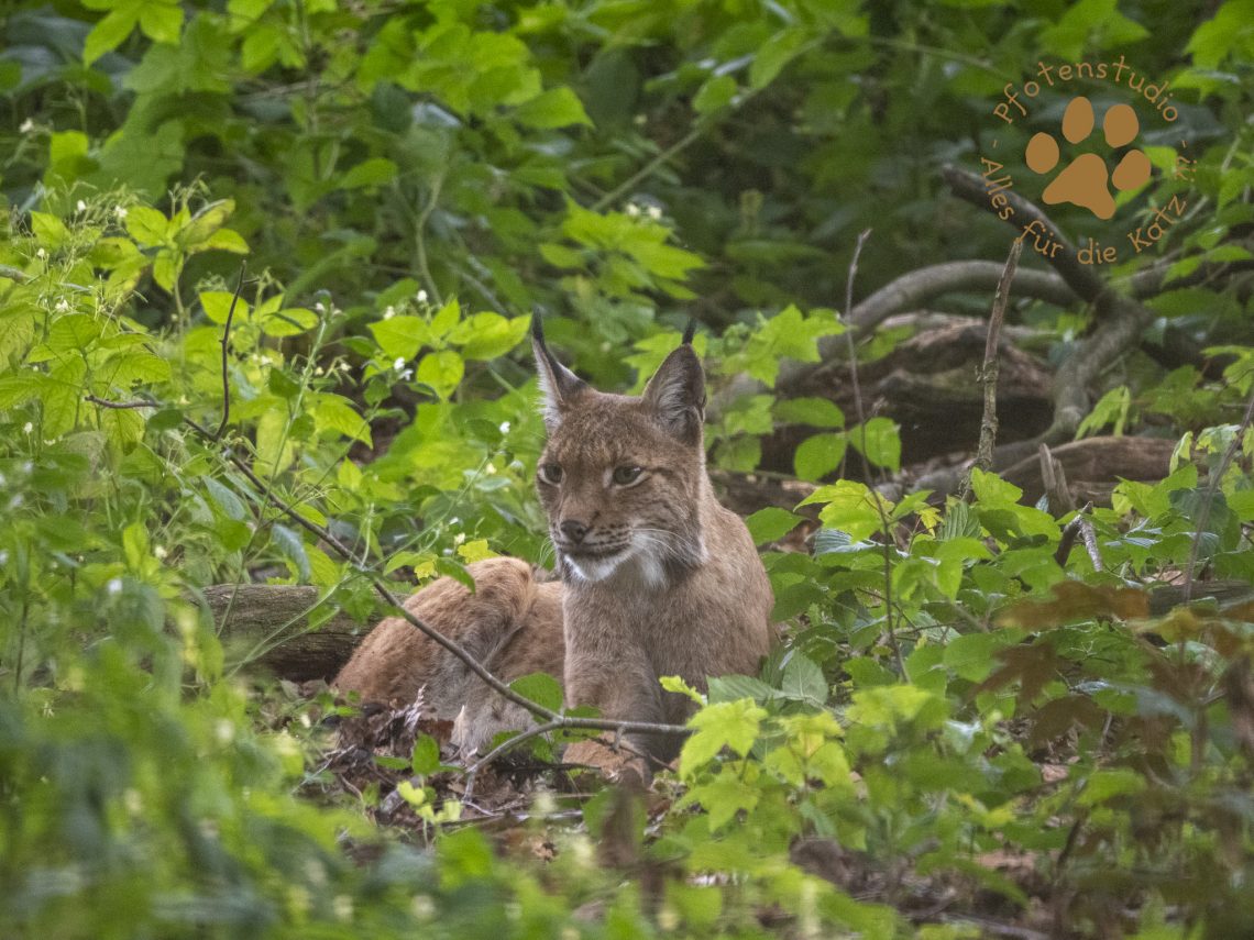 Europ_ischer_Luchs_8130771