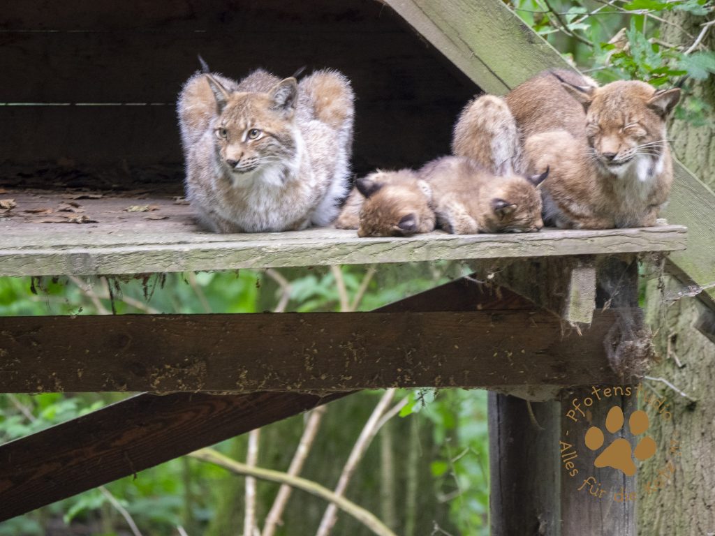 Europ_ischer_Luchs_815003020190815