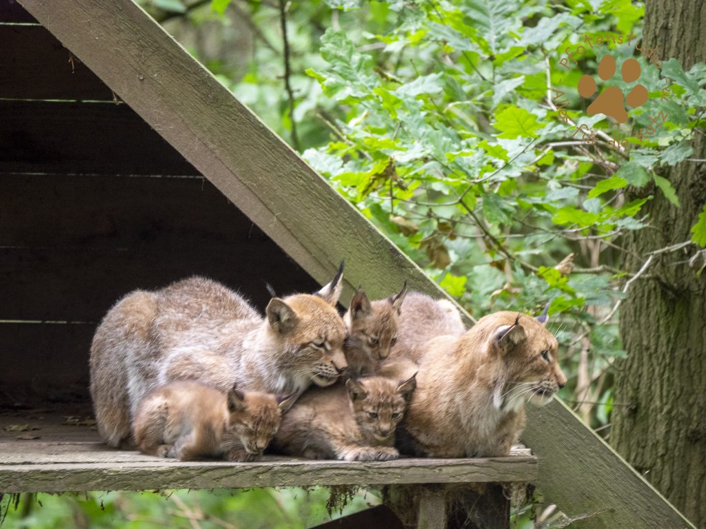 Europ_ischer_Luchs_8150036
