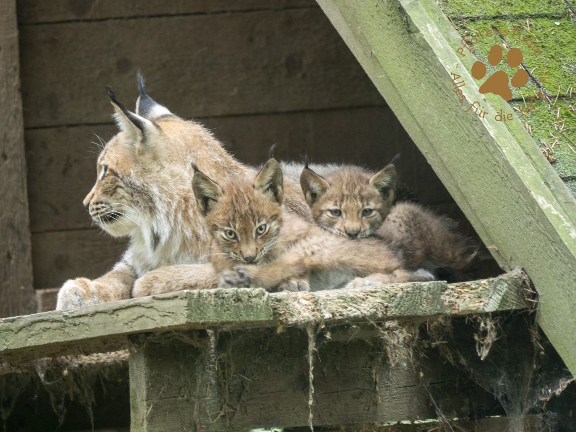 Europ_ischer_Luchs_8150215_0120190815