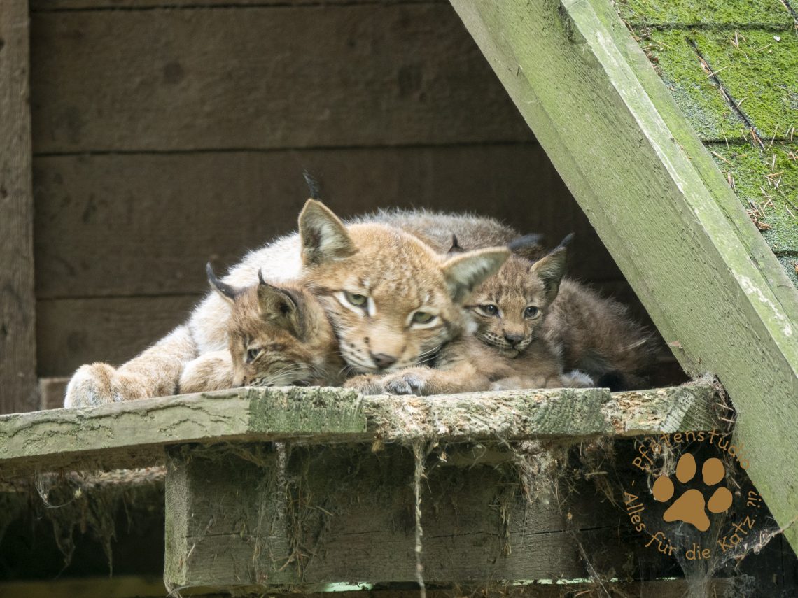 Europ_ischer_Luchs_8150217_0120190815