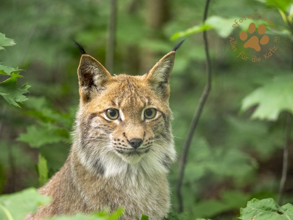 Europ_ischer_Luchs_8150257