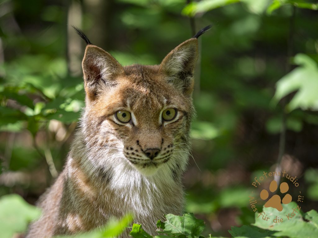 Europ_ischer_Luchs_821036720190821