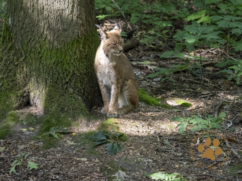 Europ_ischer_Luchs_8241427