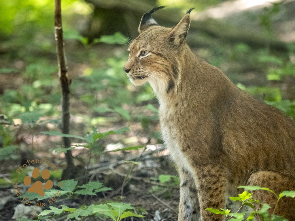 Europ_ischer_Luchs_8241480