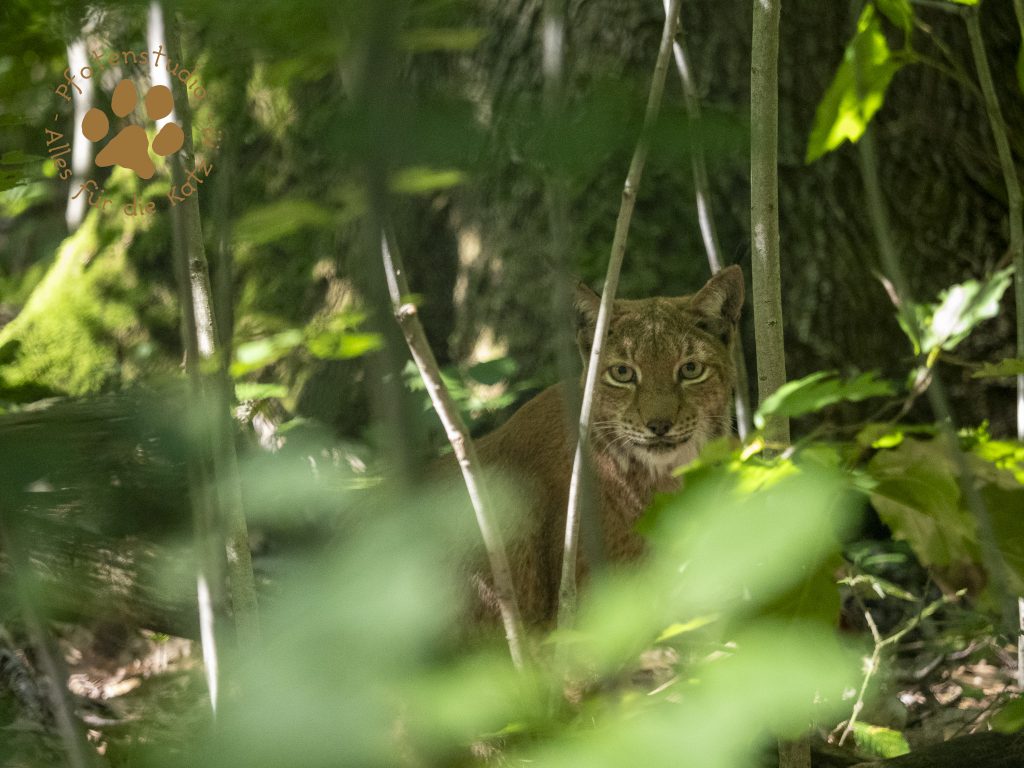 Europ_ischer_Luchs_8241495