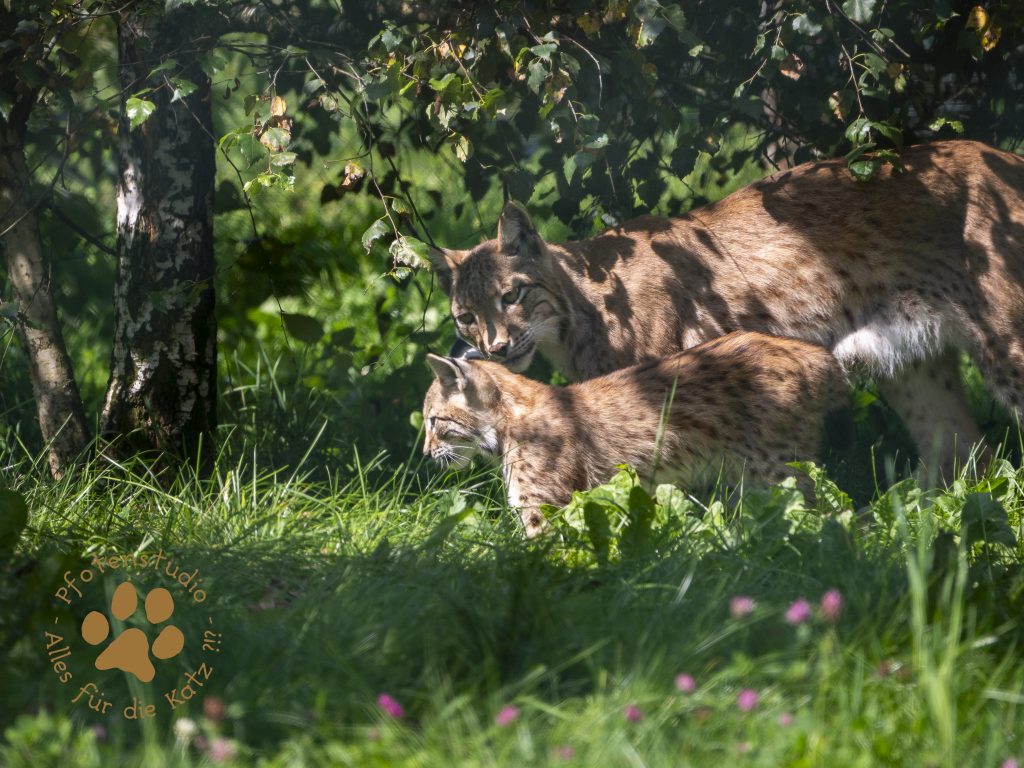 Europ_ischer_Luchs_8250132