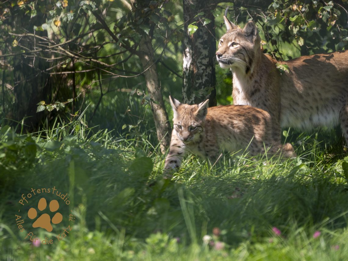 Europ_ischer_Luchs_8250133