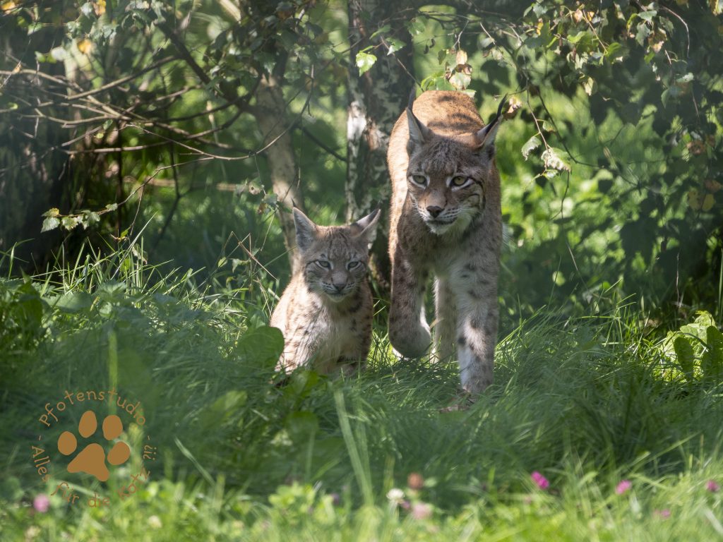 Europ_ischer_Luchs_8250140