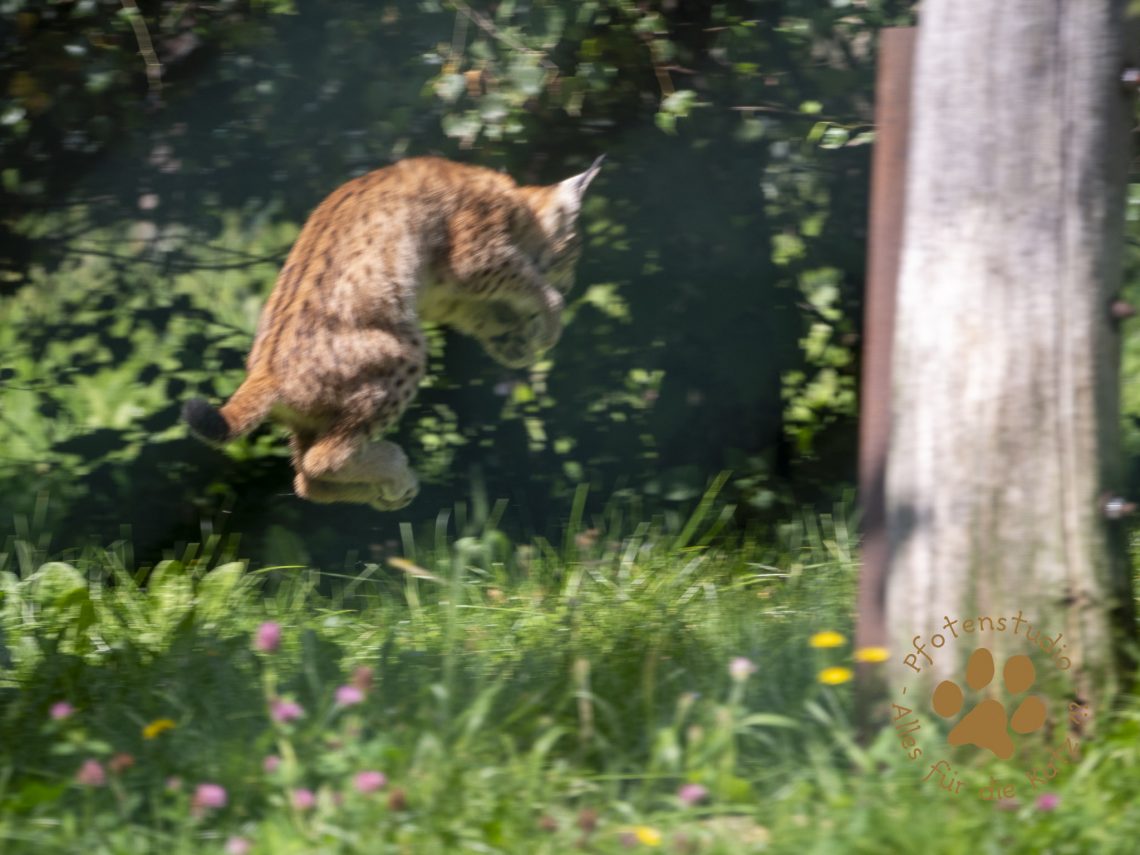 Europ_ischer_Luchs_8250150