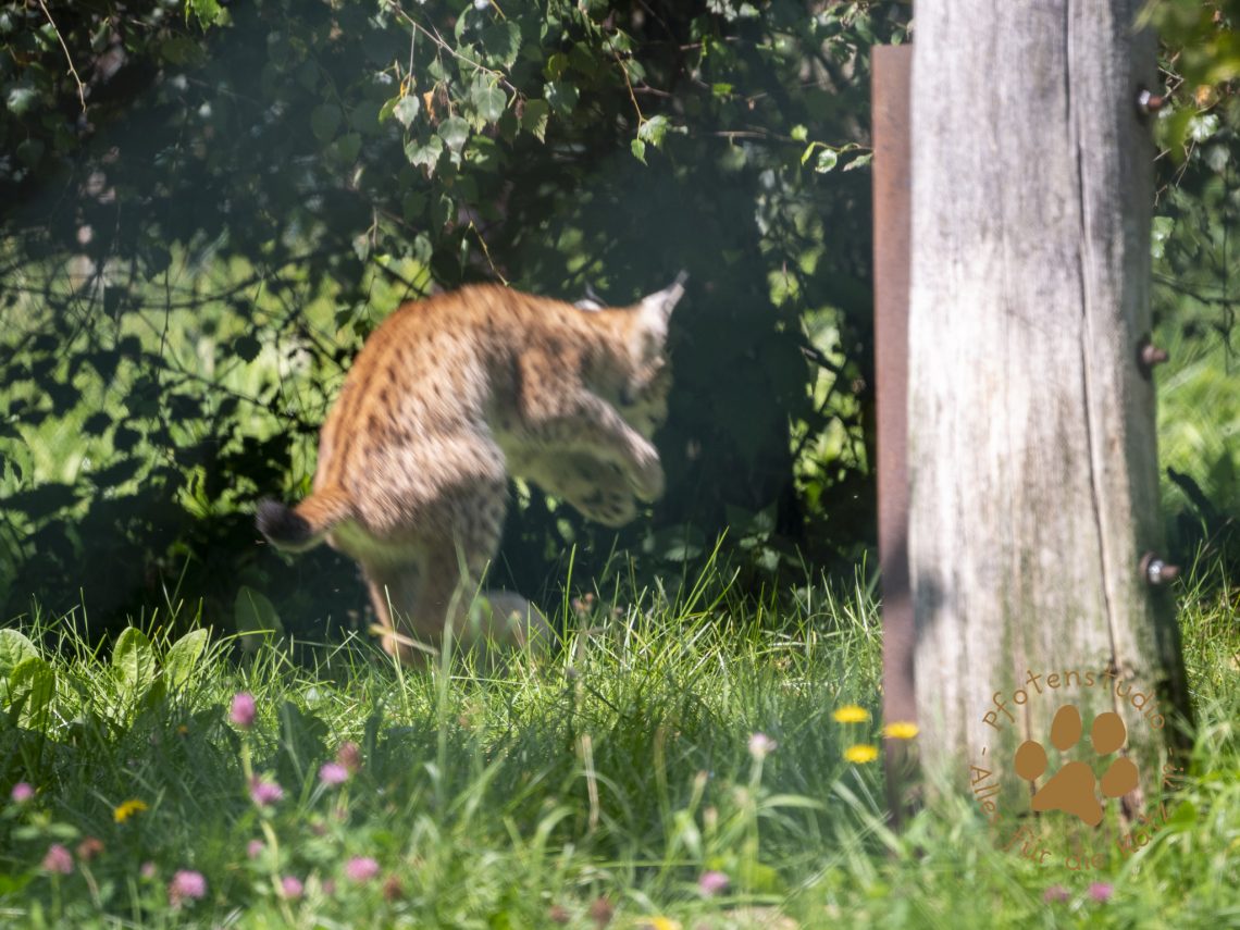 Europ_ischer_Luchs_8250151
