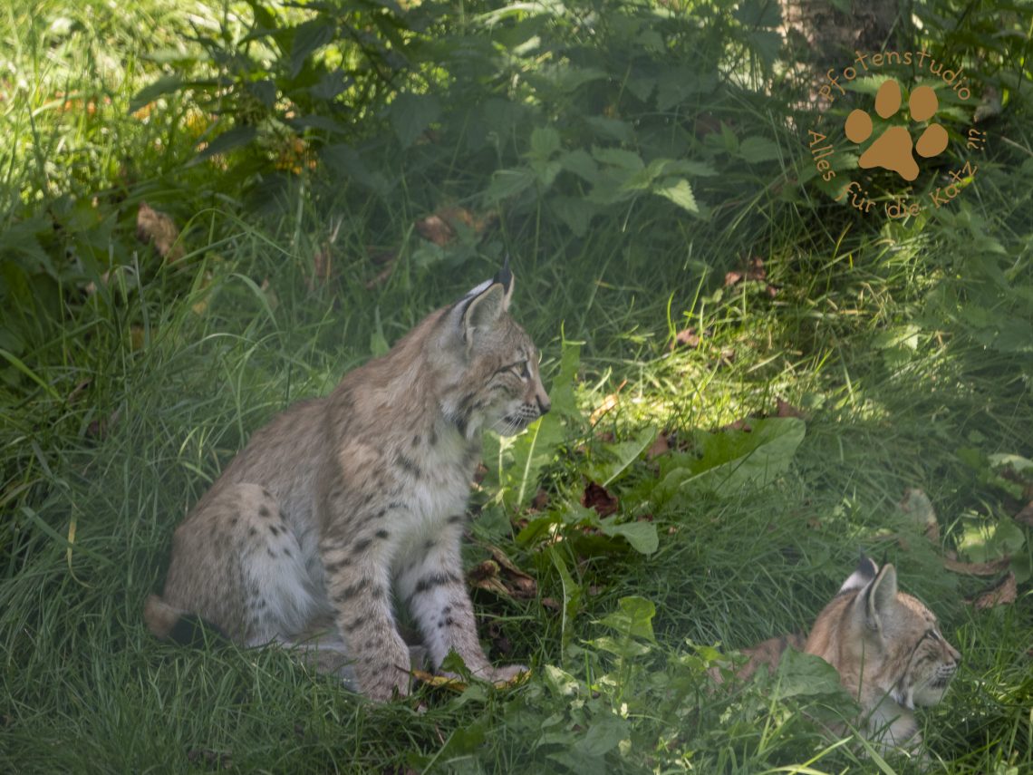 Europ_ischer_Luchs_8250186