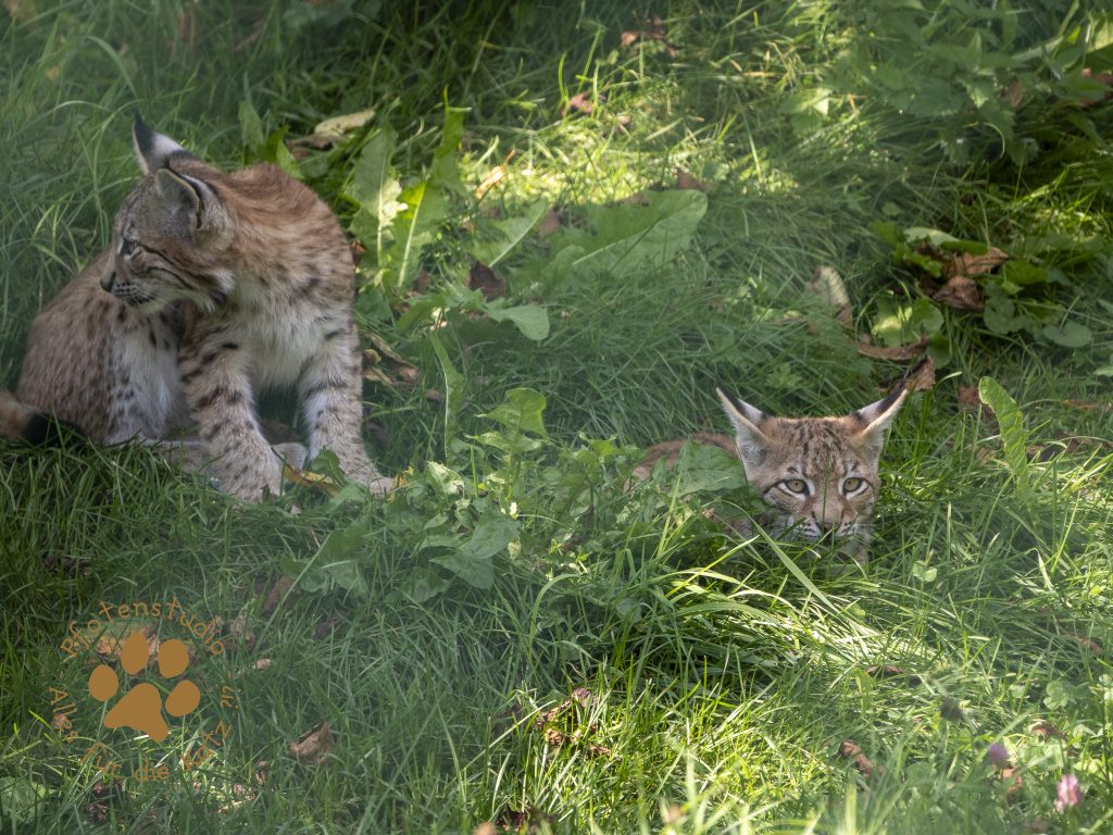 Europ_ischer_Luchs_8250189