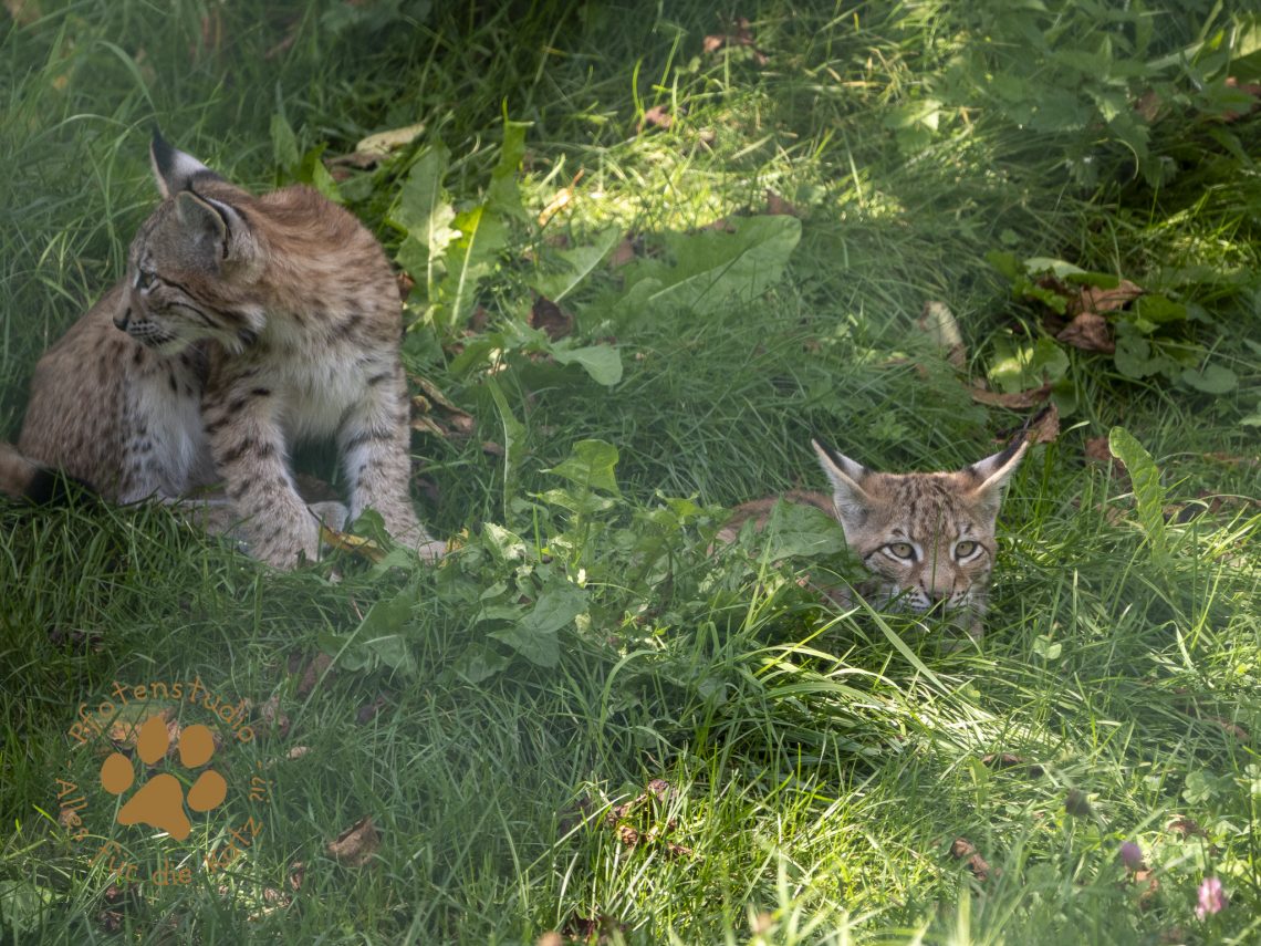 Europ_ischer_Luchs_8250189