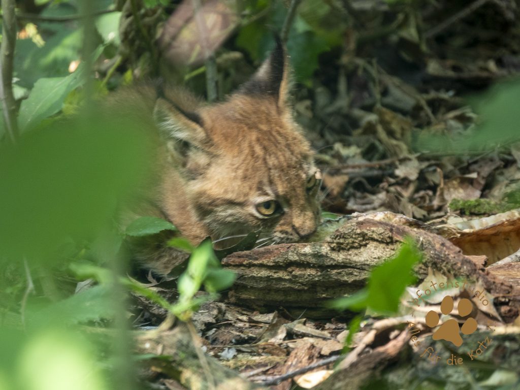 Europ_ischer_Luchs_8300010