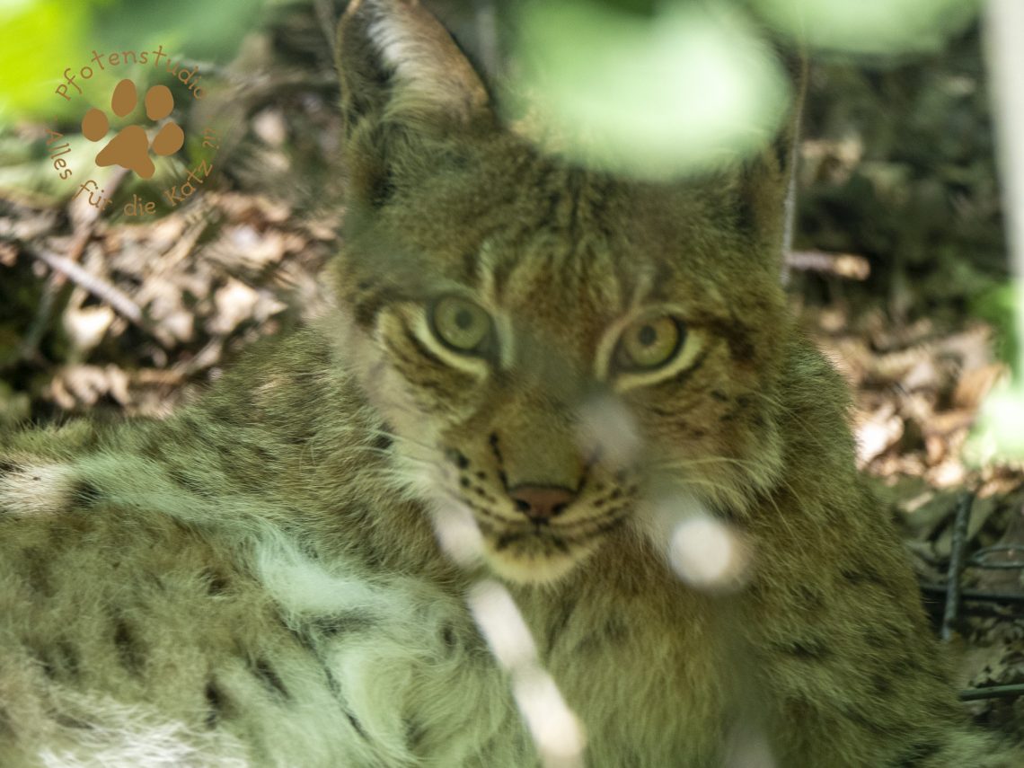 Europ_ischer_Luchs_8300053