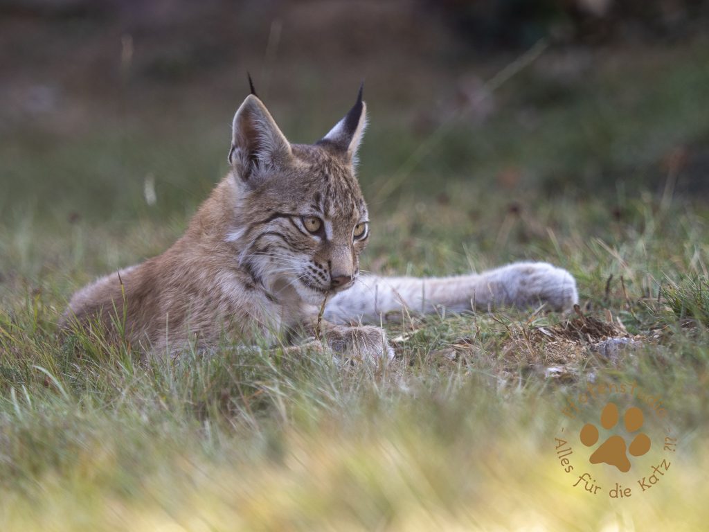 Europ_ischer_Luchs_8300158