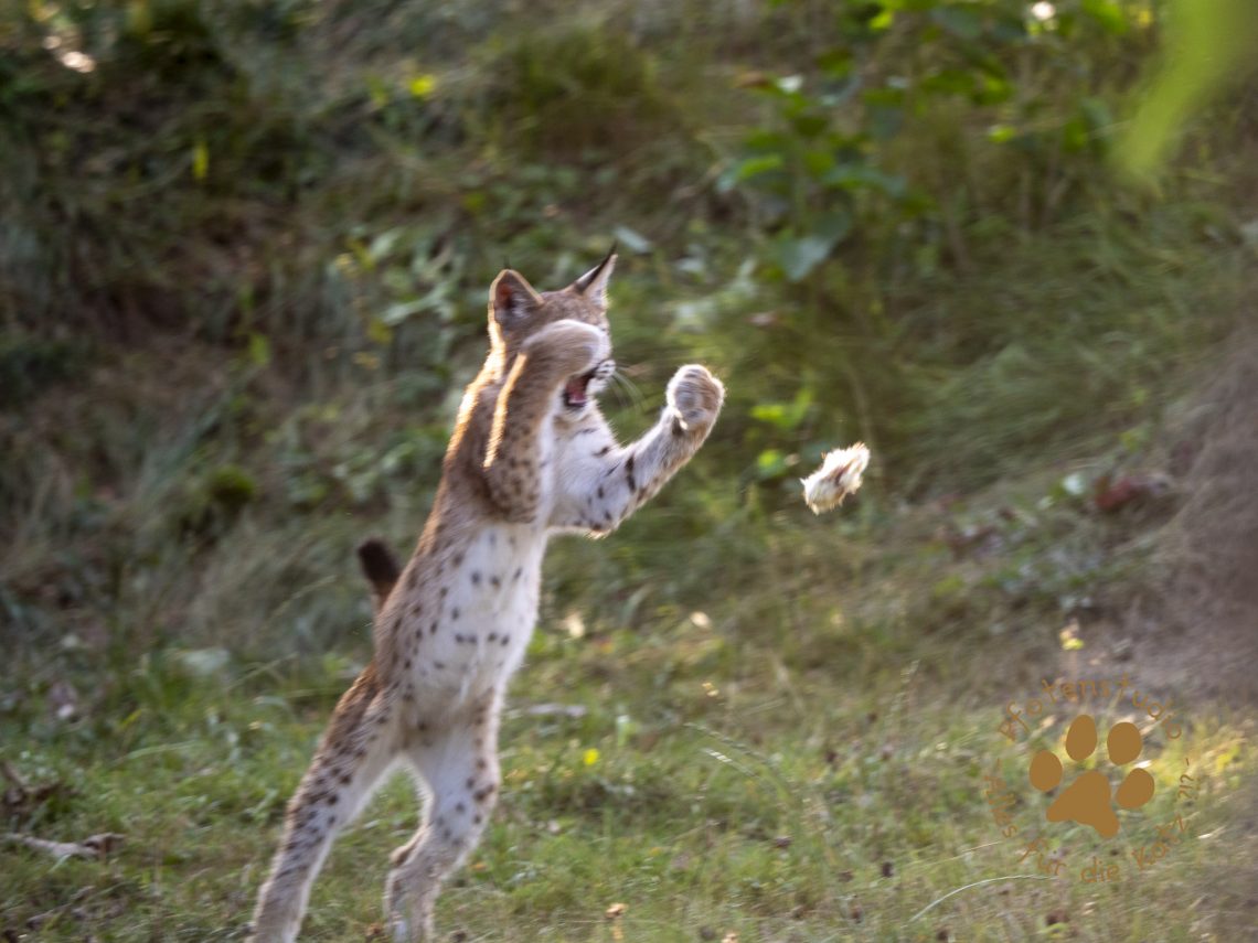 Europ_ischer_Luchs_8300269