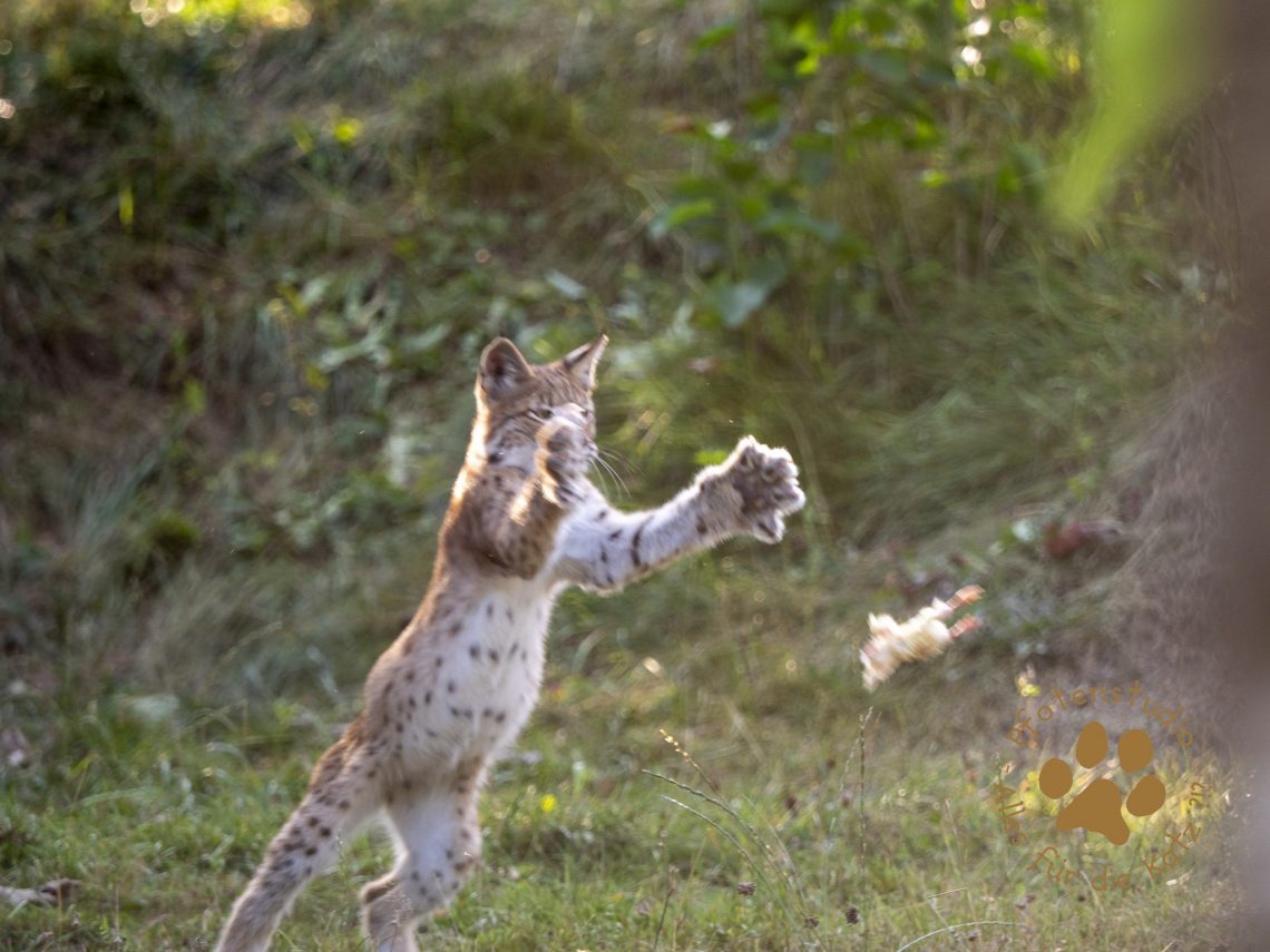 Europ_ischer_Luchs_8300270