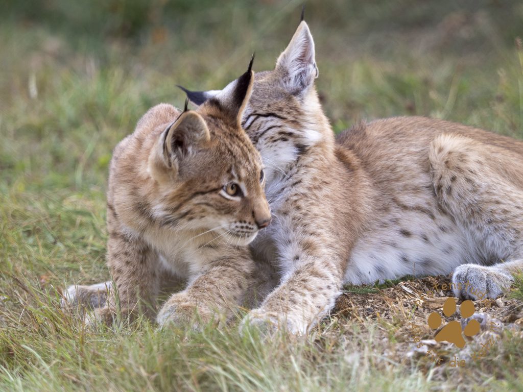 Europ_ischer_Luchs_8300331