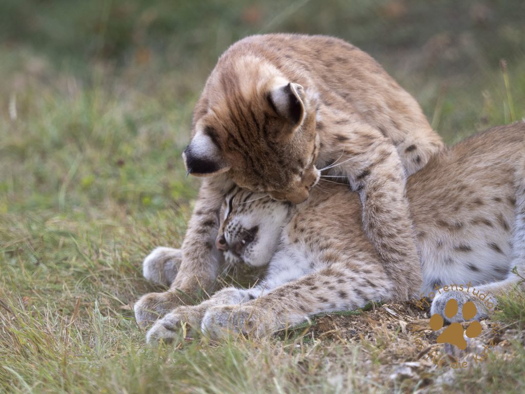 Europ_ischer_Luchs_8300334