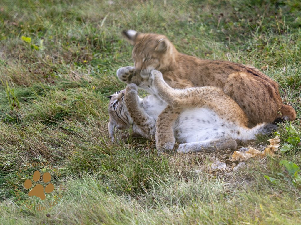 Europ_ischer_Luchs_8300424