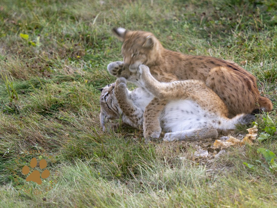 Europ_ischer_Luchs_8300424