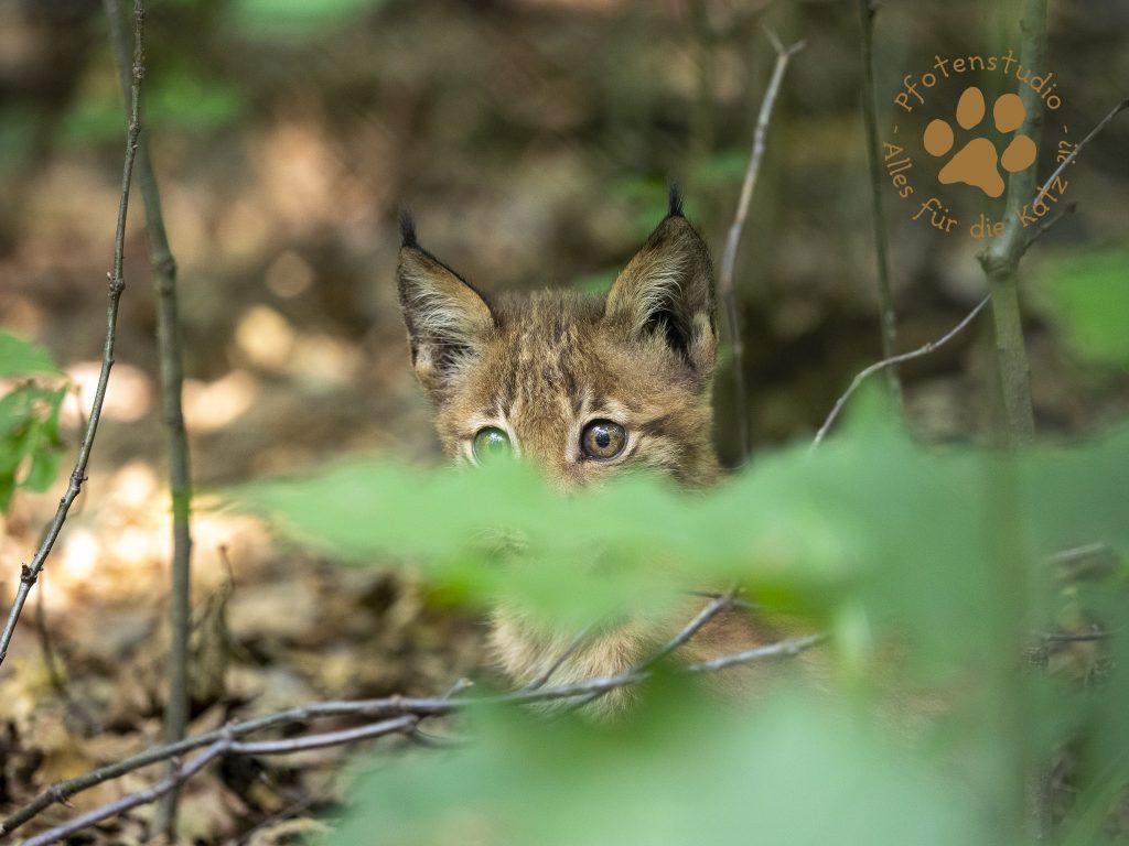 Europ_ischer_Luchs_8300465
