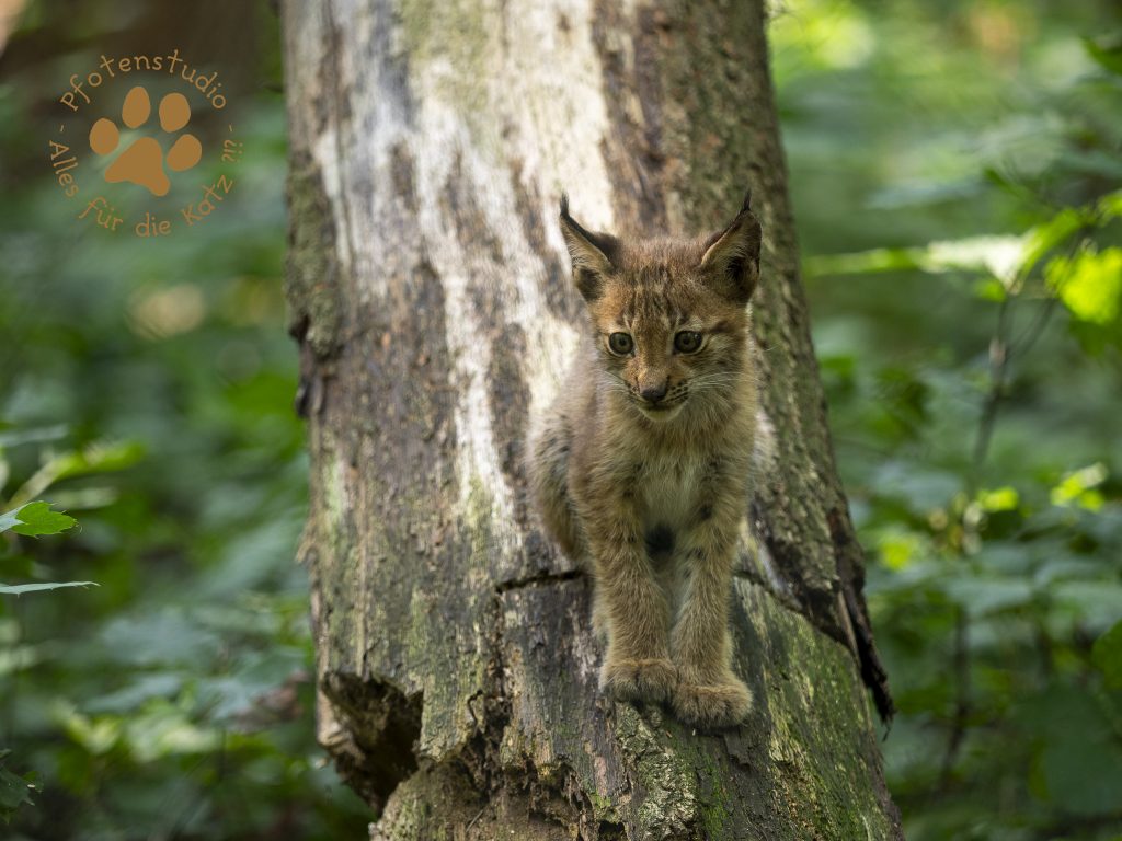 Europ_ischer_Luchs_8300554