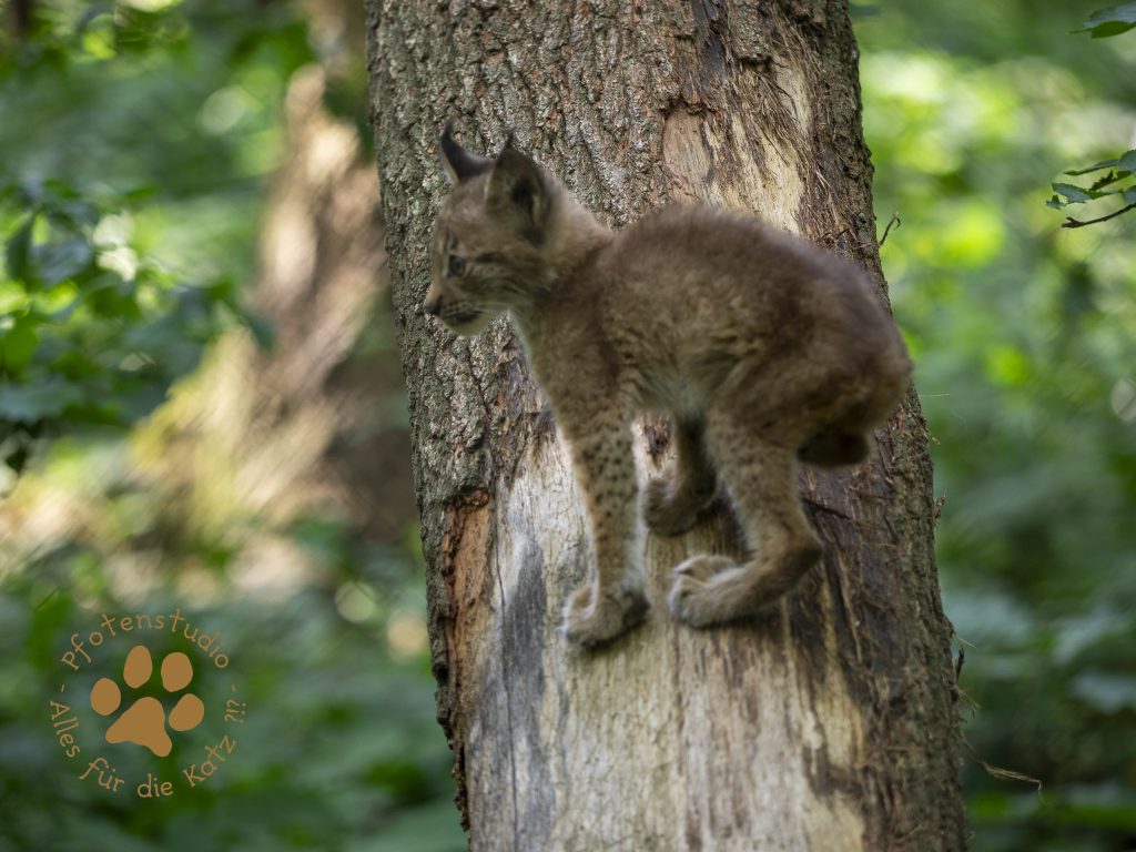 Europ_ischer_Luchs_8300560