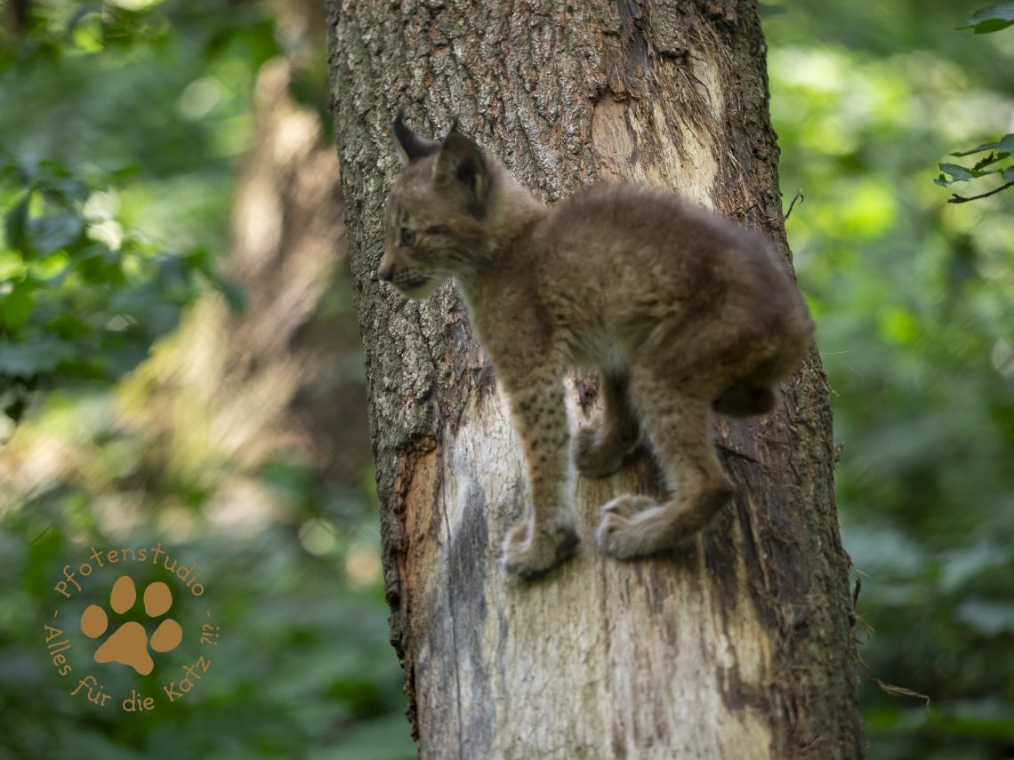 Europ_ischer_Luchs_8300560