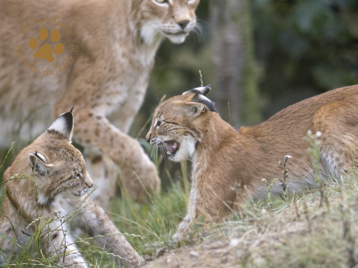 Europ_ischer_Luchs_8300752