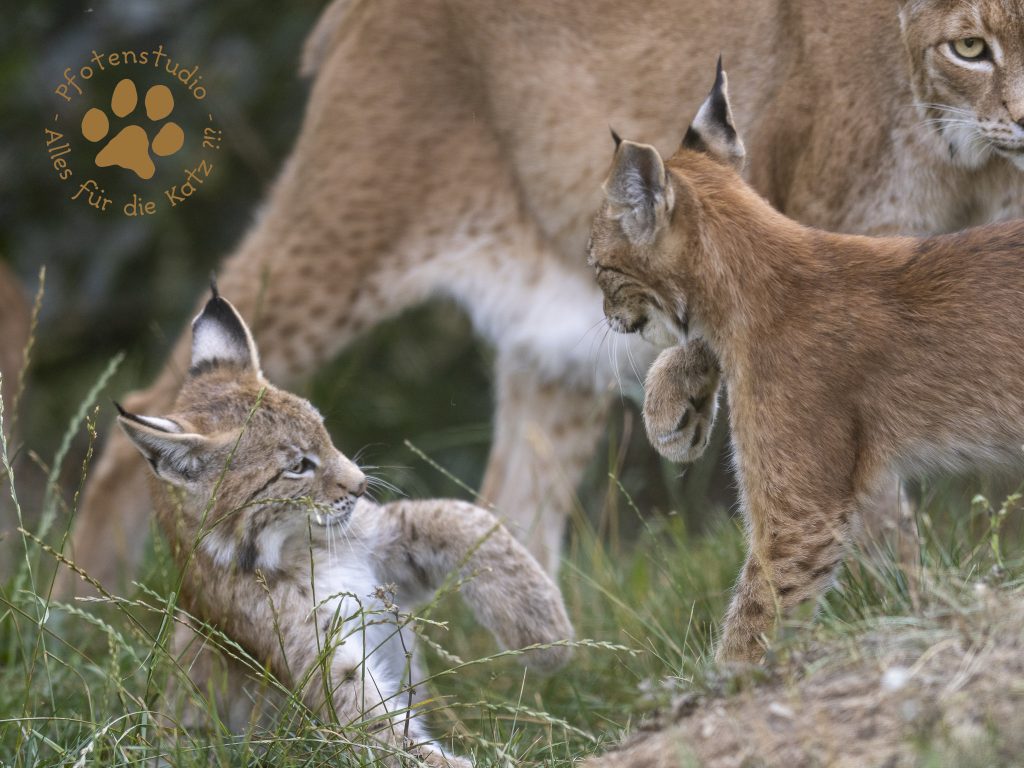 Europ_ischer_Luchs_8300754