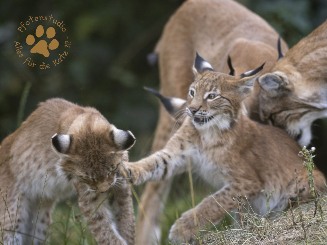 Europ_ischer_Luchs_8300784