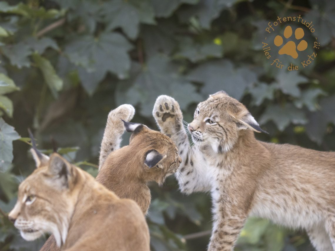 Europ_ischer_Luchs_8300951