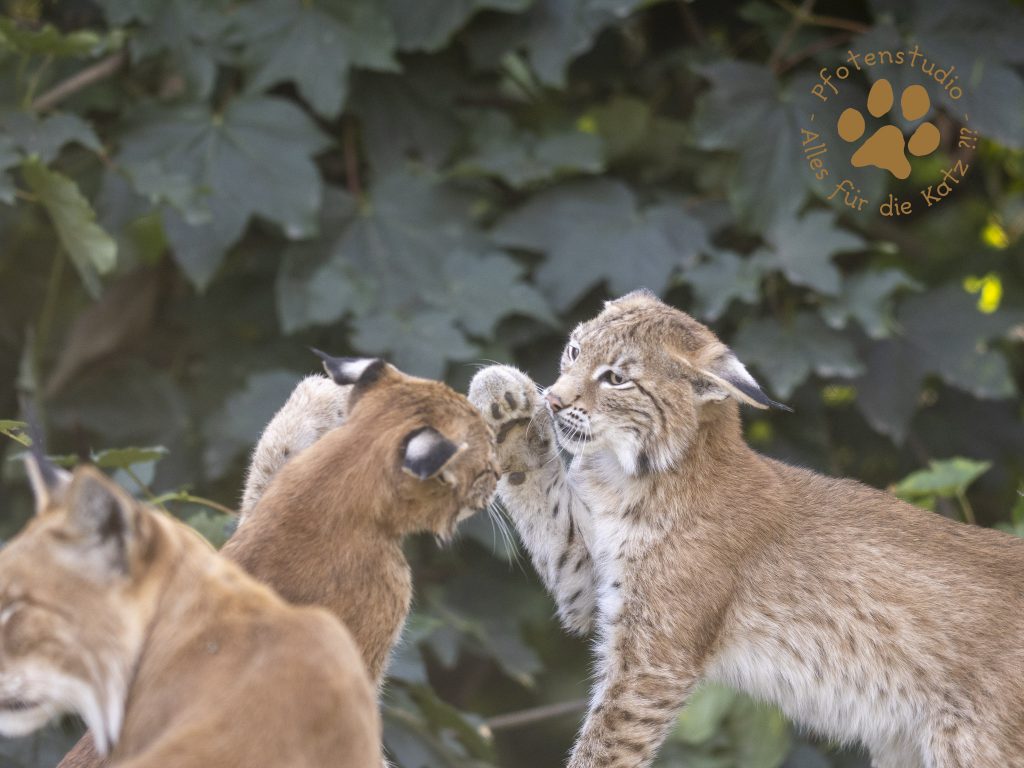 Europ_ischer_Luchs_8300953