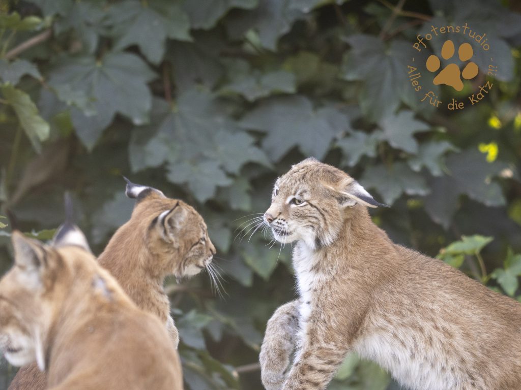 Europ_ischer_Luchs_8300954