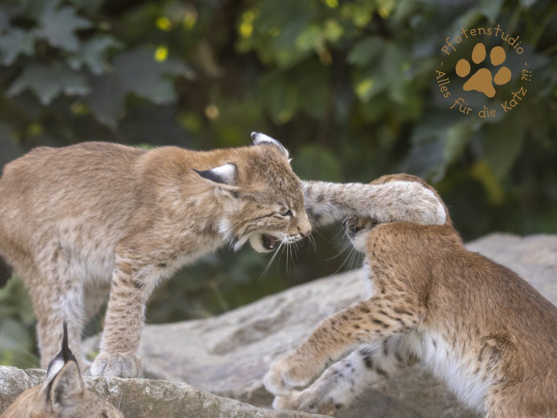 Europ_ischer_Luchs_8300990