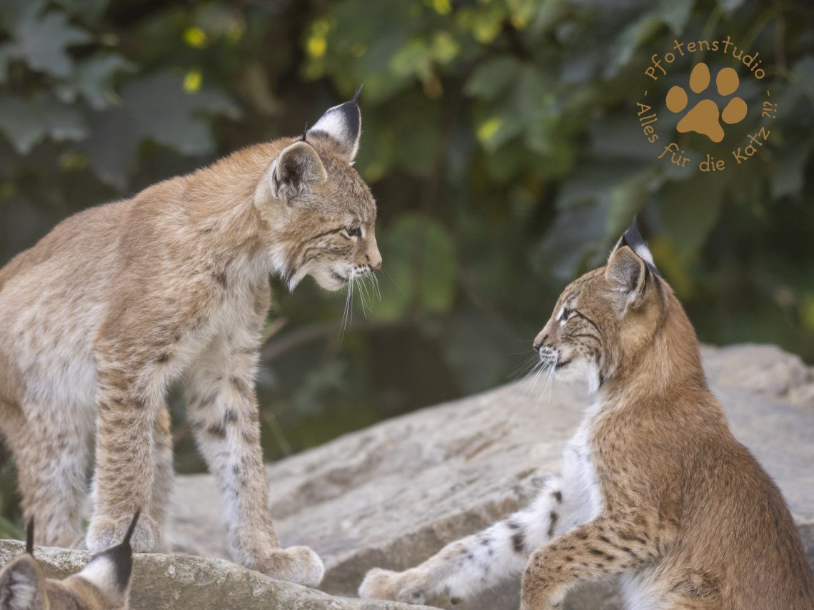 Europ_ischer_Luchs_8300993