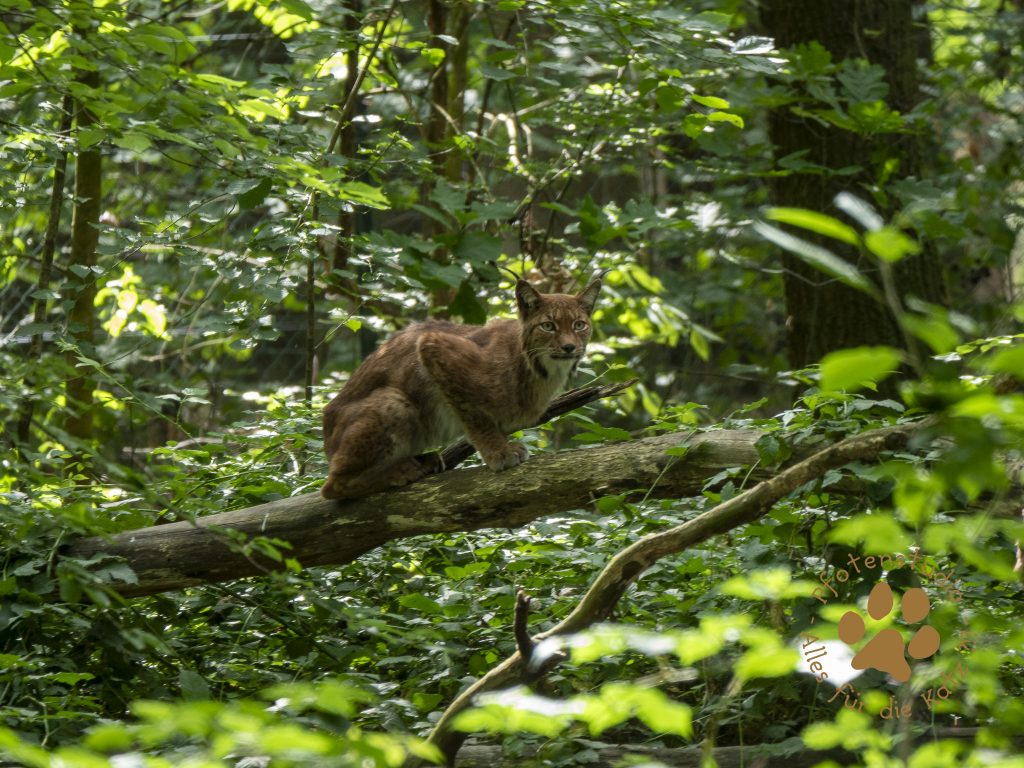 Europ_ischer_Luchs_9040042_04