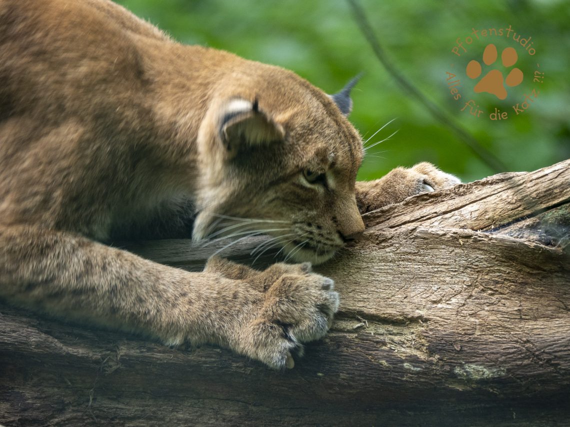 Europ_ischer_Luchs_9040055
