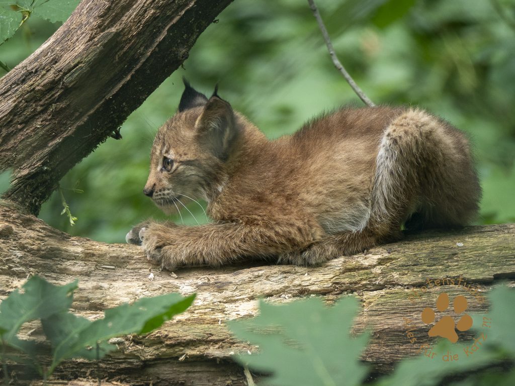 Europ_ischer_Luchs_9040060