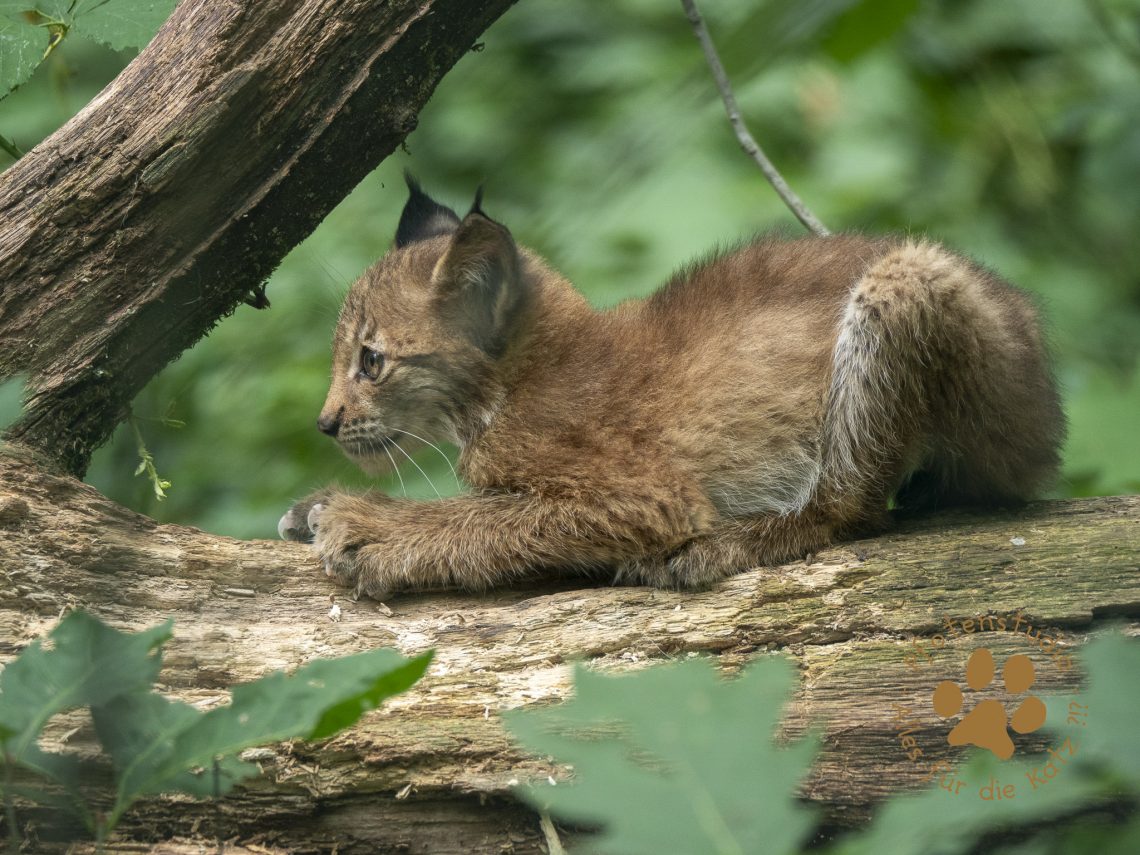 Europ_ischer_Luchs_9040060