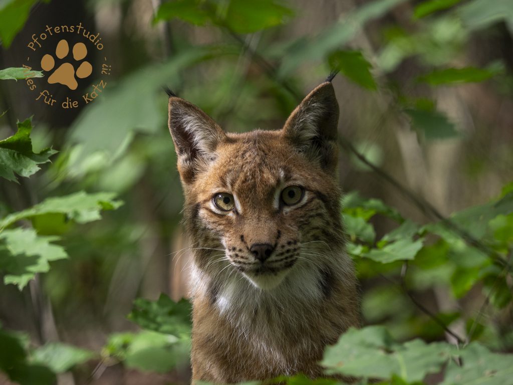 Europ_ischer_Luchs_9040092_02