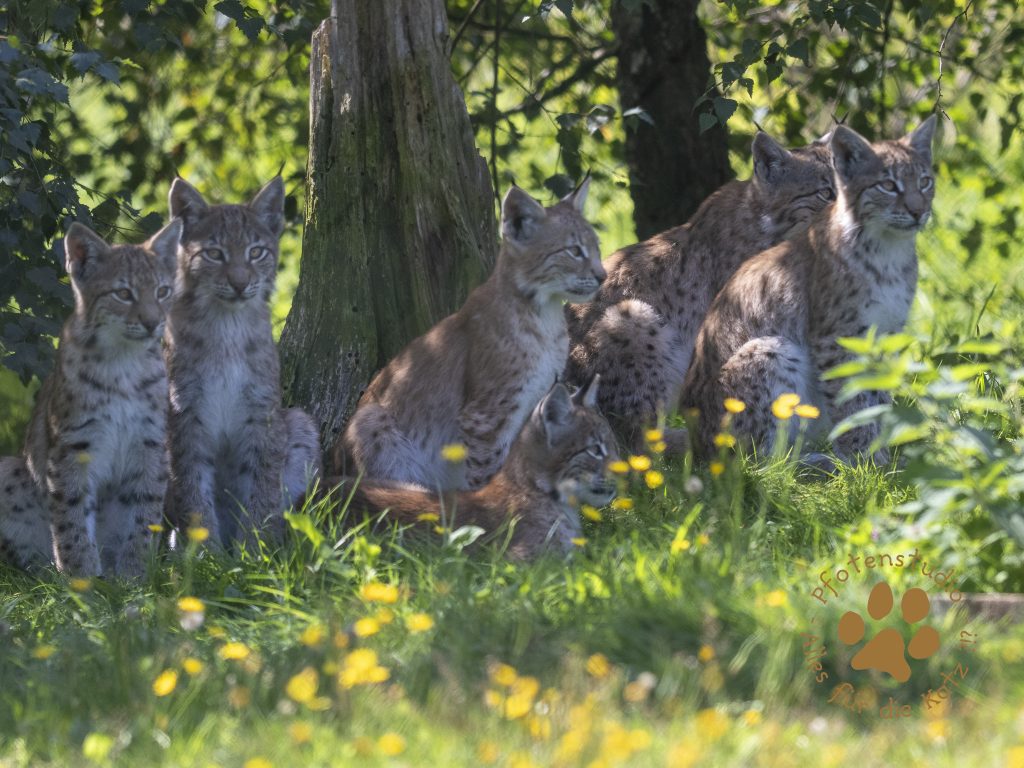 Europ_ischer_Luchs_9040124