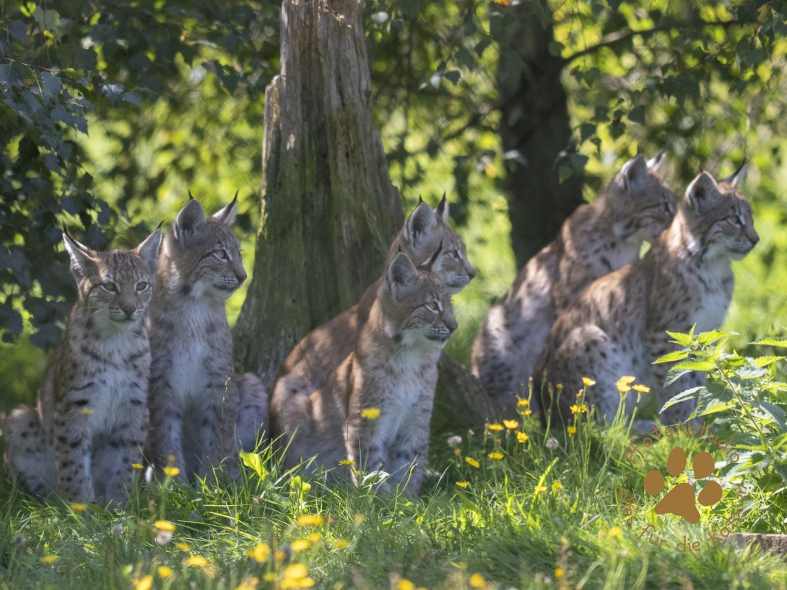 Europ_ischer_Luchs_9040132