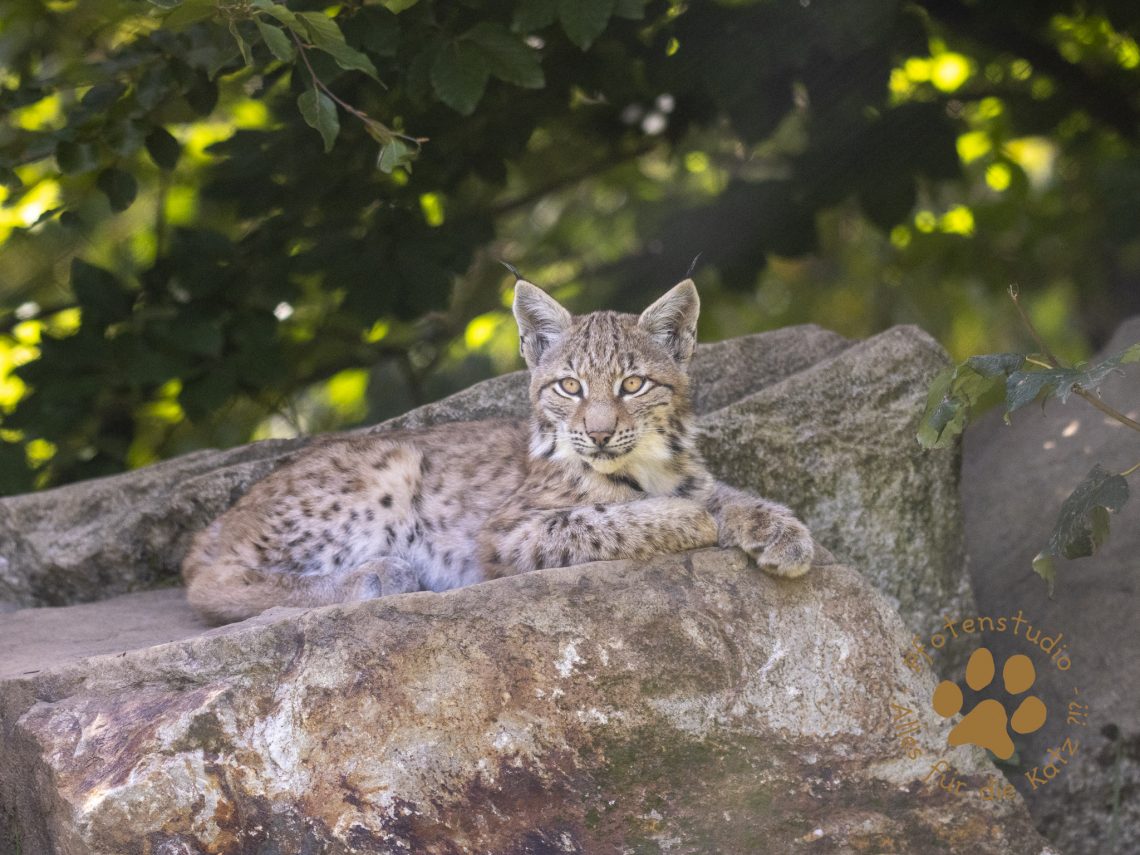 Europ_ischer_Luchs_9040143