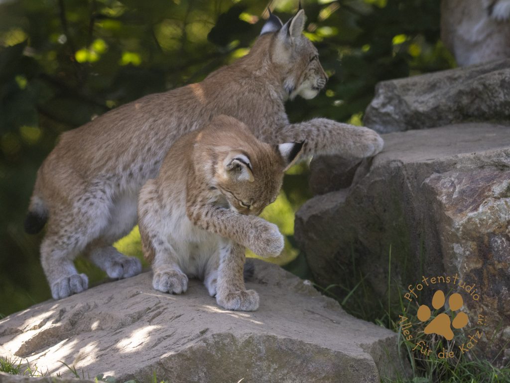 Europ_ischer_Luchs_9040152
