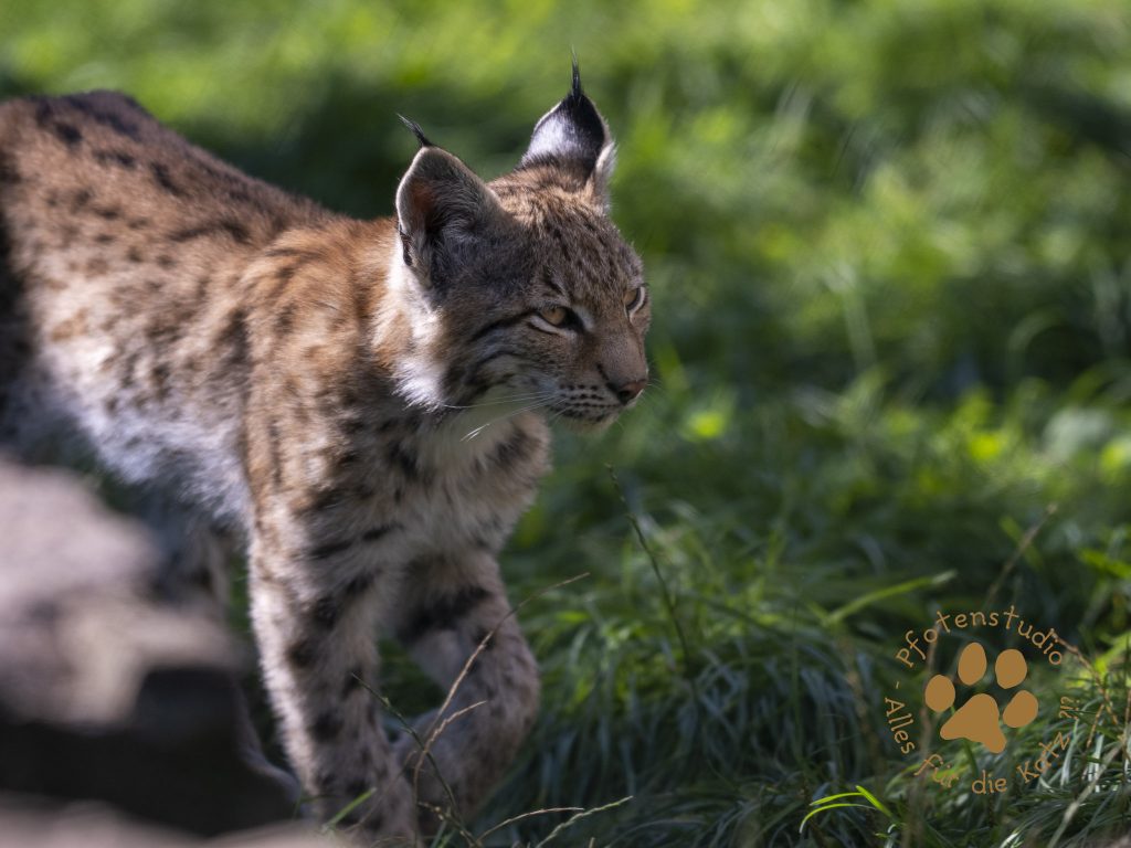Europ_ischer_Luchs_9040222